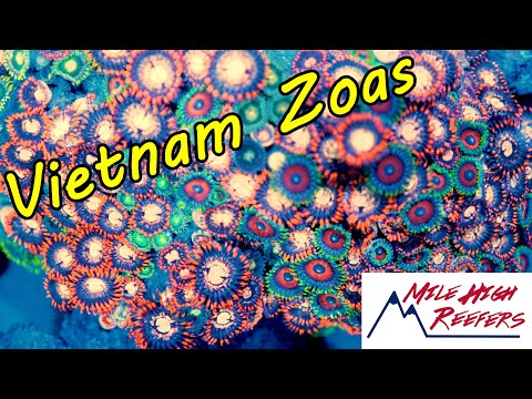 Coolest Budget Coral Vietnam Zoanthids