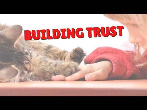 How To Build Your Cat’s Trust | Two Crazy Cat Ladies