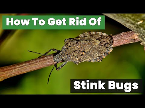 How to Get Rid of Stink Bugs Forever: Proven Methods