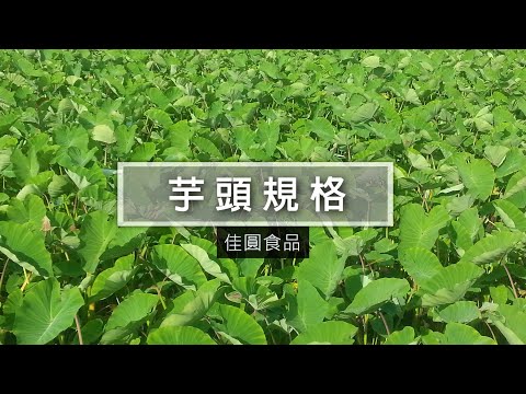 大甲芋頭 - 佳圓永業_芋頭規格