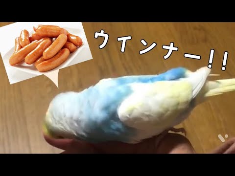 うちのインコが「ウインナー」って喋るんだけど