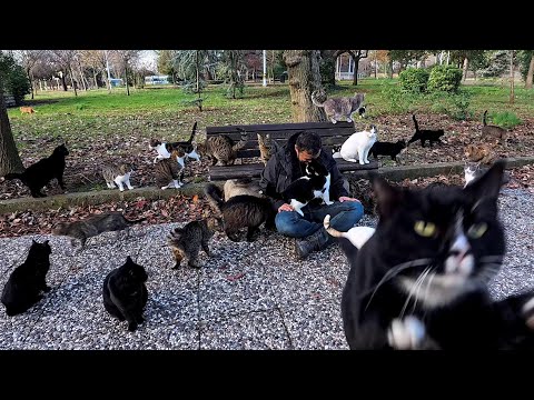 One Man's Journey with a Furry Shadow of Cats