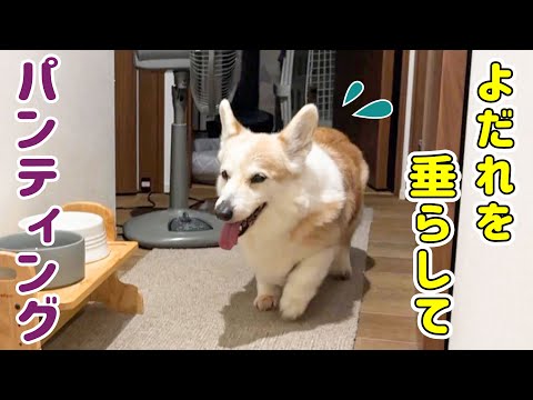 深夜、不安になって動物病院に電話しました【回復しています！】