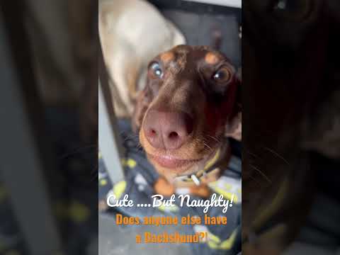 Ping-Pong the Dachshund is so cute…and BAD! 🙈