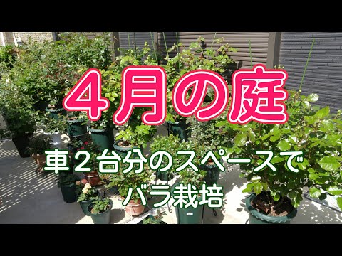 【2021年4月】開花前のバラの様子🌹【鉢栽培】