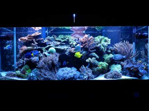 Videoing Reef Tanks for YouTube (Reef Talk)