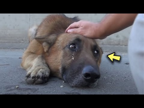 The man just hit the dog in the head, but what the dog did made me cry