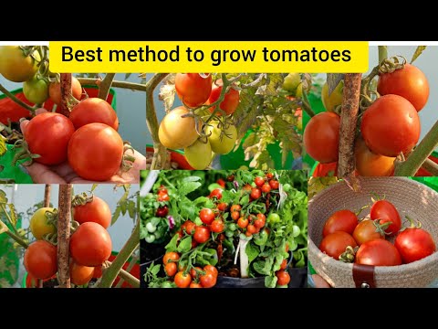 Easy way to grow tomatoes in pots/growbag #tomato #gardening #terracegarden