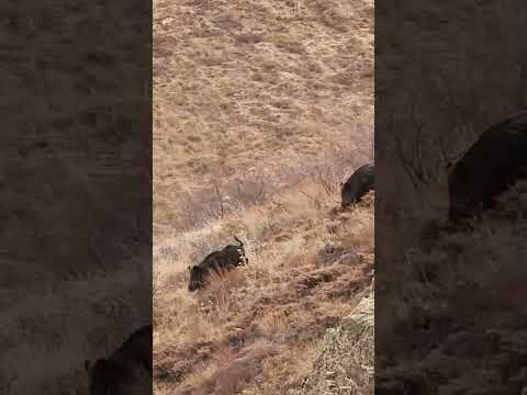 Wild Boar Shot - Domuz Vuruşu #wildboar #hunting