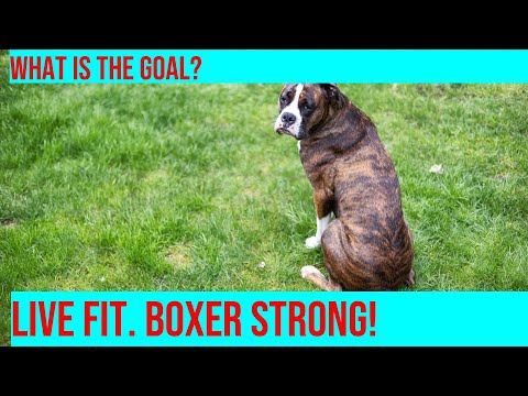 Maintaining a Healthy Weight for Your Boxer: Tips & Guidelines