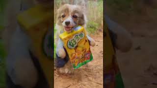 Cute puppy whatsapp status 😀😀 #shorts