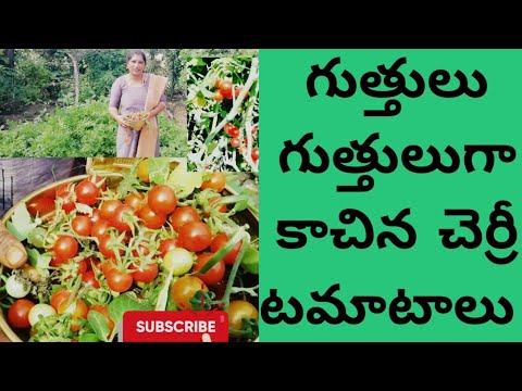 గుత్తులు గుత్తులుగా కాచిన్న చెర్రీ టమాటాలు#bunches of cherry tamotas#Naliniravindraprasada/garden