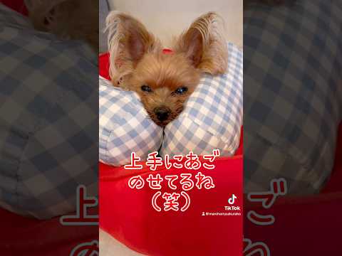 熱中症警戒アラート中につき室内で静かにね🐶 #犬のいる暮らし #dog #癒し #可愛い #癒しわんこ