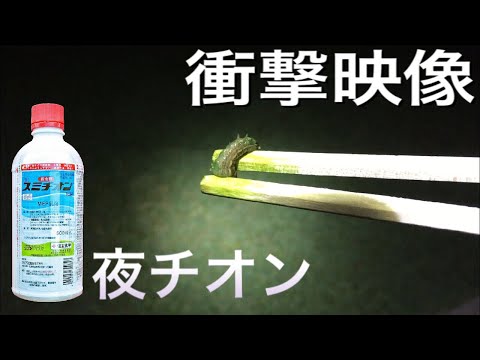 夜の芝生に殺虫剤撒いたら‥芝生が濃くならないのは君たちの仕業だったんだね。【TM9】