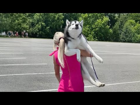 20 MINUTOS DE LOS PERRO HUSKY MÁS DIVERTIDOS CAPTADOS POR LA CÁMARA