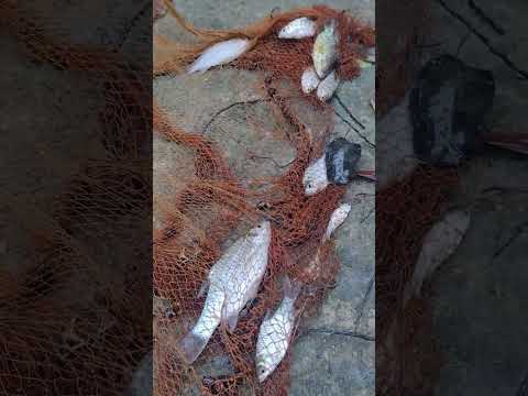 Many many deshi fish || awesome deshi fishing video #fishing #shorts