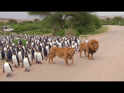 When Penguins Chose Africa Over Antarctica