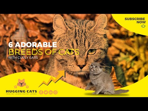 6 ADORABLE CATS WITH CURLY EARS - Funny and Cute curly cat breeds compilation