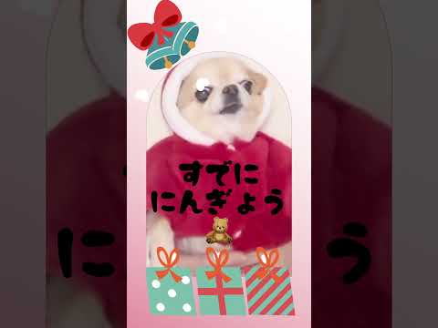 眠くて人形化した🧸チワワのクリスマスダンス🤶🎄#shorts #チワワ #可愛い