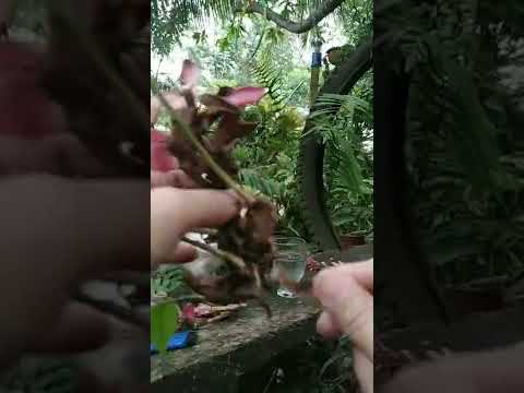 How to propagate Hawaiian Red Ginger from flowers 100% success #shorts