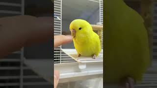 Amazing parrot training video 🥳🦜#birds #parrot #cuteanimals #song #birdslover