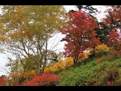 『雪紅葉」・日本クラウン・澤浩子