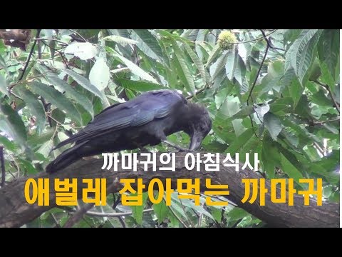 애벌레 잡아먹는 까마귀[기억나누기]