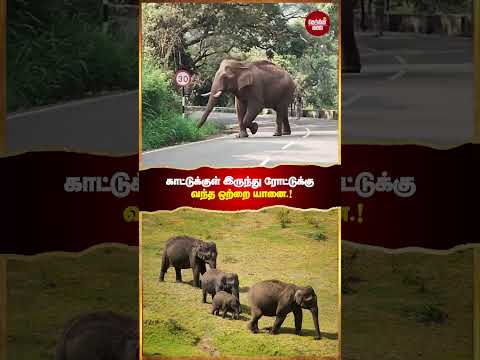 காட்டுக்குள் இருந்து ரோட்டுக்கு வந்த ஒற்றை யானை! #Elephant #Forest #Road