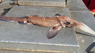 'It's an ugly thing': N.L. fisherman shocked to catch a long-nosed chimaera