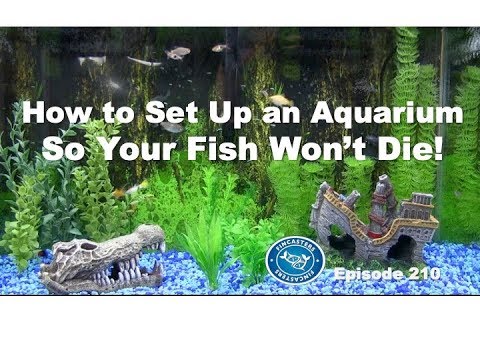 Set up your aquarium so your fish won't die! | Episode 210