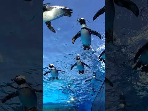 空飛ぶペンギン🐧