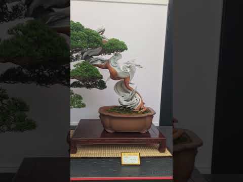 Juniper bonsai