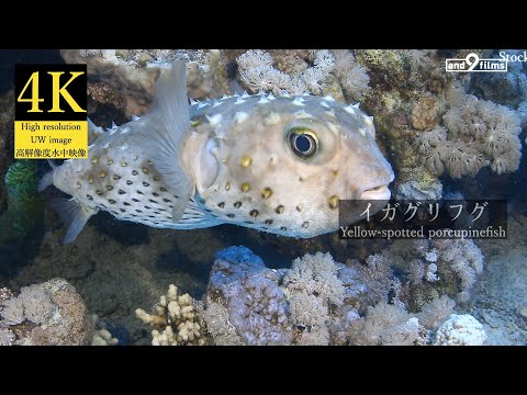 【4K 水中映像】イガグリフグ / Yellow-spotted porcupinefish / Cyclichthys spilostylus