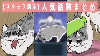 アニメ『夜は猫といっしょ』人気話数まとめ【スタッフ選定】