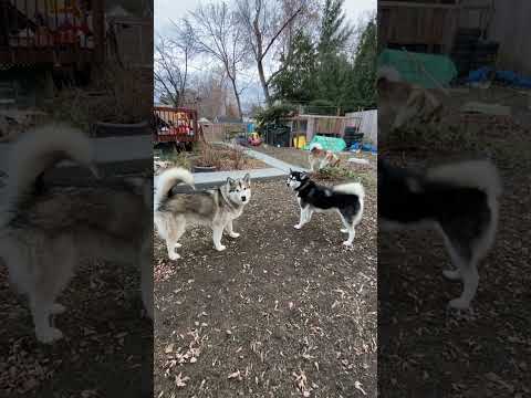 Sprinkle of Snow Makes Frisky Alaskan Malamutes #malamutelovers #alaskanmalamutes #happydogs