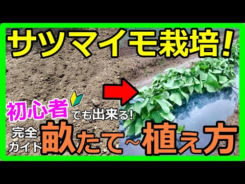 初心者必見！楽しいさつまいも栽培ガイド：畝作りから植える方法までの成功法！