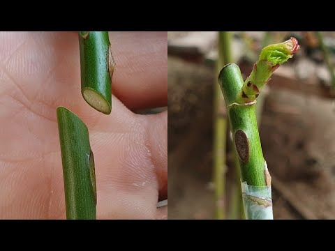 Grafting Plants | Rose grafting - Whip Grafting | How to graft rose plant