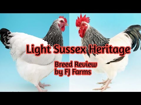 Sussex Heritage Breed| Complete Breed Analysis| Part 6| A review by FJ Farms| #fjfarms