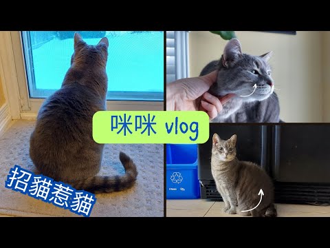 【咪咪 Vlog】招貓惹貓.....