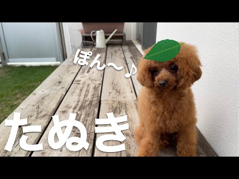 トリミングで【たぬき】になったタイニープードル♪