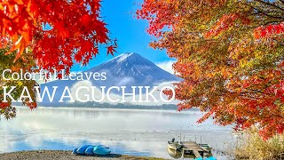 【Japan】Fuji Kawaguchiko Autumn Foliage Festival2023🍁