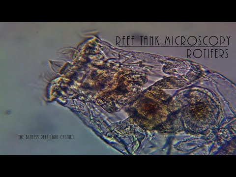 Reef Tank Microscopy - Rotifers