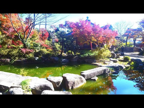 紅葉の名所めぐり　／湖南三山・　善水寺　癒しのタイムチャンネル＃76