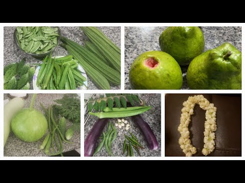 Garden Tour || Indian vegetables harvest in America || backyard trellis || Pandemic time 2020