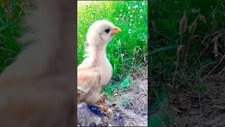 Hen roster Cutest Sound | murgi ke chuje ki Awaz |hen chicksvoice 2023 part #1 #shorts #birdsvideo