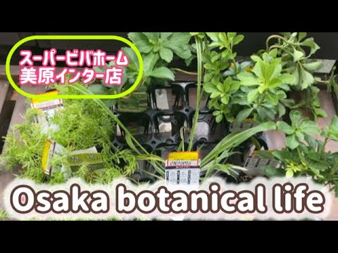 🍃Osaka botanical life🍃スーパービバホーム美原インター店に行ってきました💛