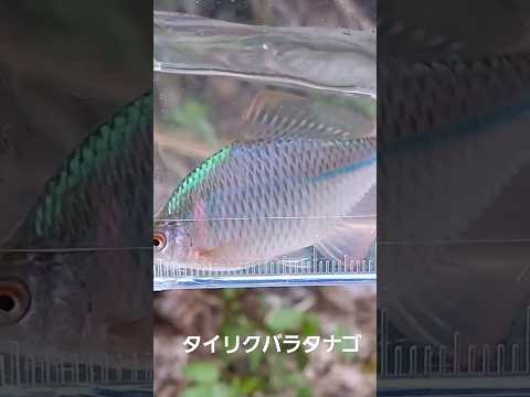 【Micro Fishing】タイリクバラタナゴ