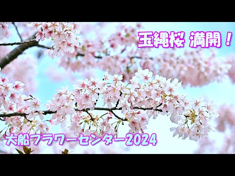 【4K】玉縄桜満開！＠大船フラワーセンター2024