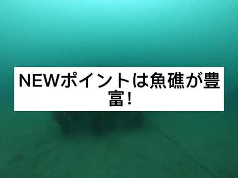 川奈のNEWボートポイントへ潜ってきました‼︎