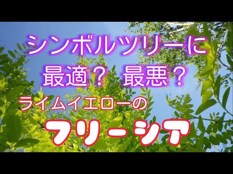 シンボルツリーに最適❓最悪❓フリーシア